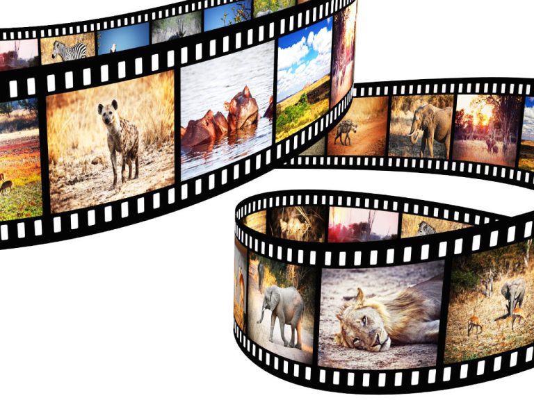 Meilleures Pellicules Argentiques 35mm Pour la Photographie Analogique